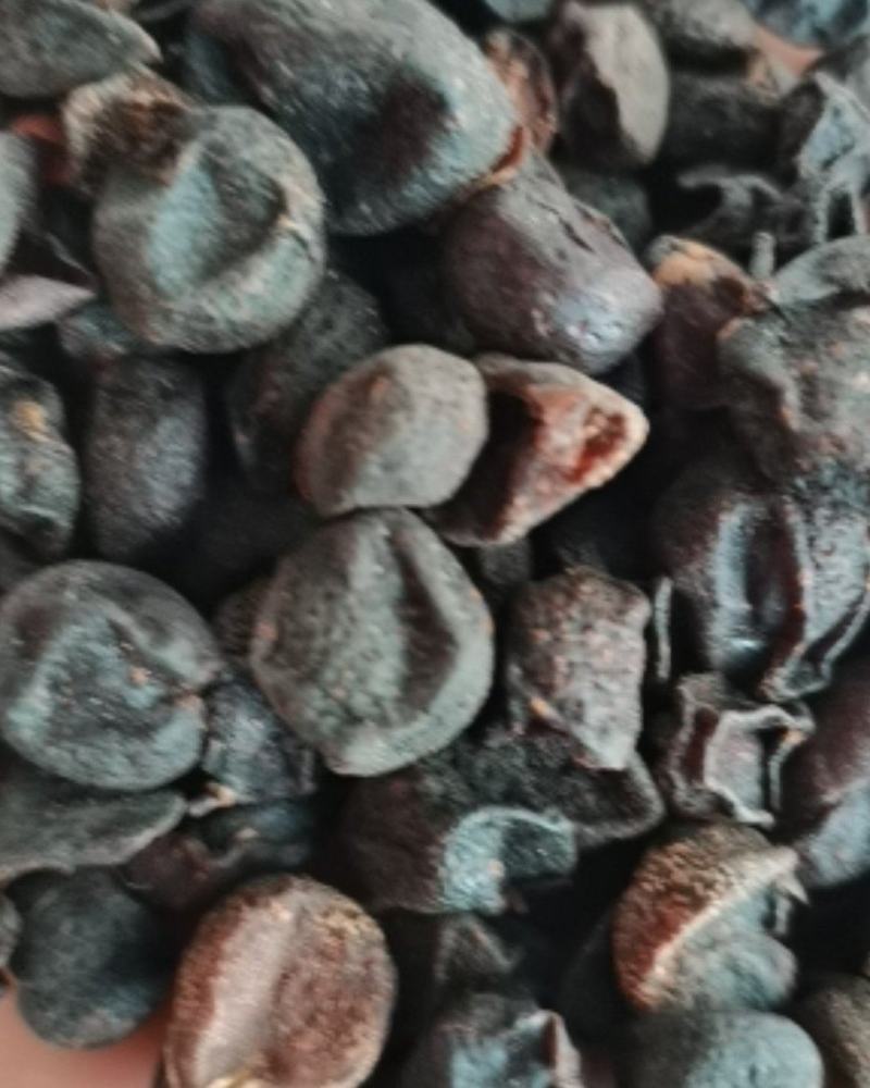 包邮广西山黄皮干精品，统货各规齐全批零兼营，质优价美