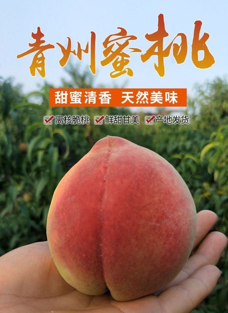 青州蜜桃新鲜水果批发应季桃子脆桃毛桃冬雪蜜桃