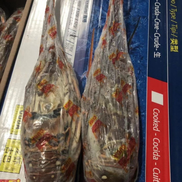 皇冠古巴龙虾原装货规格齐全一手货源批发20斤