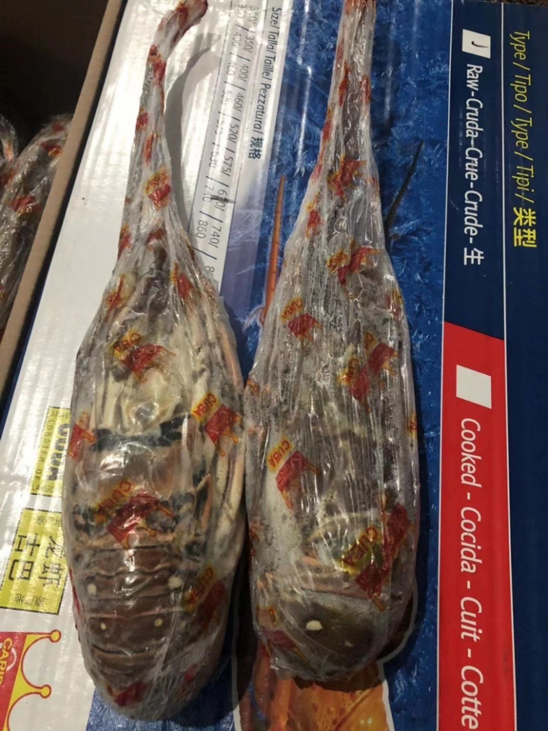 皇冠古巴龙虾原装货规格齐全一手货源批发20斤