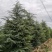 出售雪松，规格1米2米起步到6米高度都有