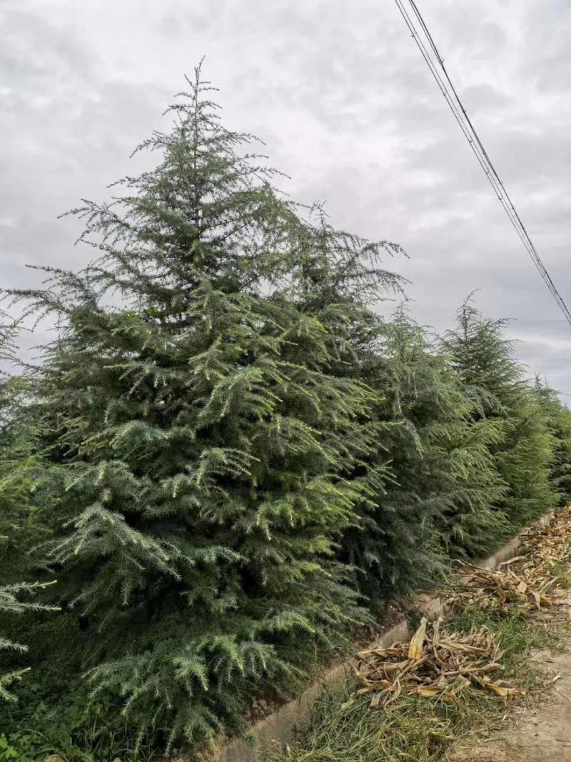 出售雪松，规格1米2米起步到6米高度都有