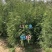 出售雪松，规格1米2米起步到6米高度都有