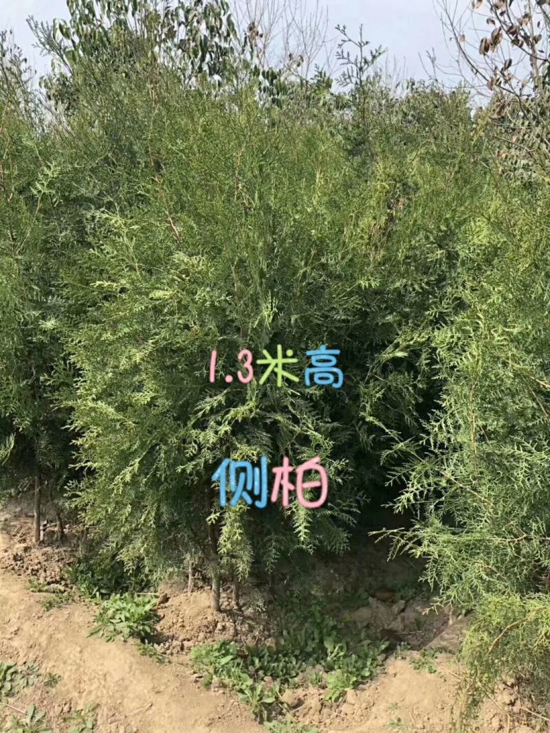 出售雪松，规格1米2米起步到6米高度都有