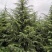 出售雪松，规格1米2米起步到6米高度都有