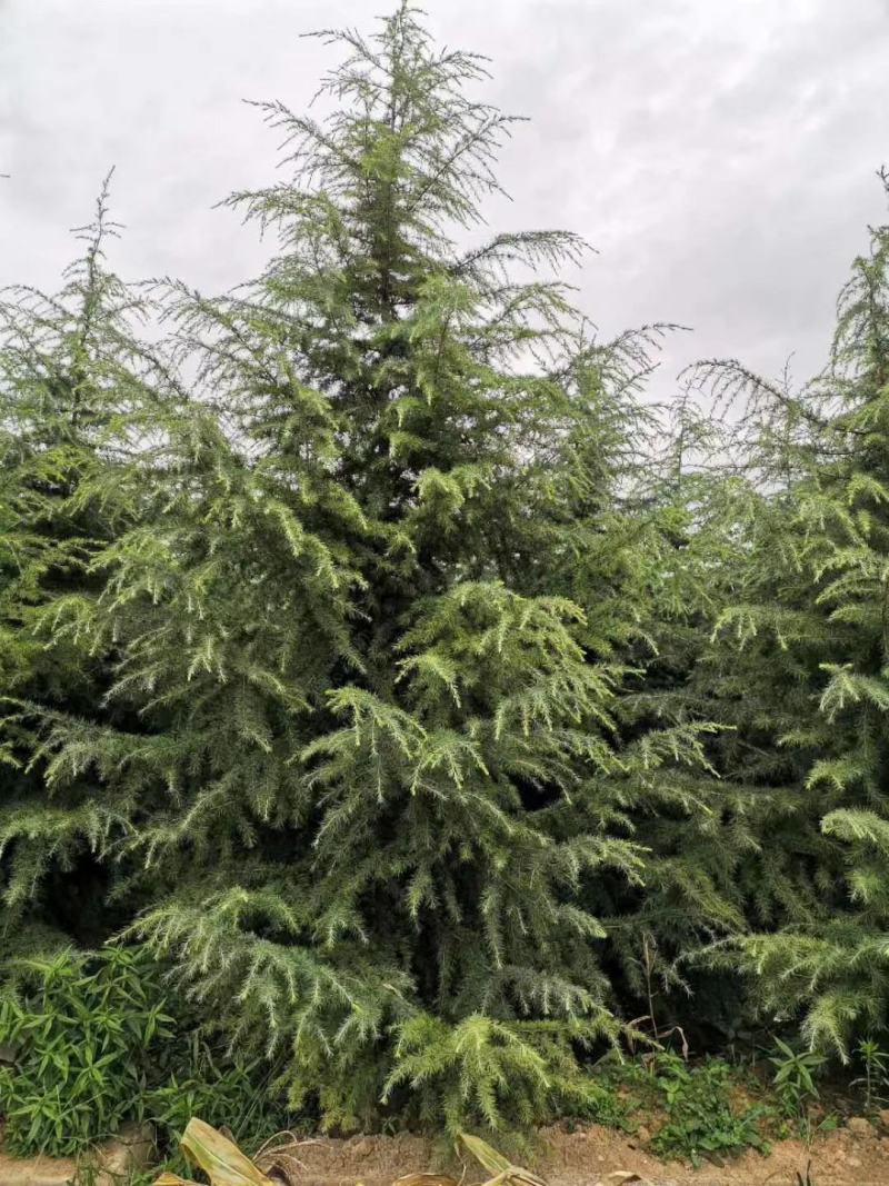 出售雪松，规格1米2米起步到6米高度都有