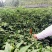 宣威艳红青椒，基地三千亩，三百多吨货，欢迎合作！
