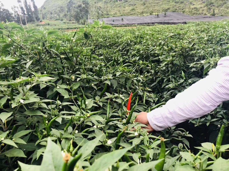 宣威艳红青椒，基地三千亩，三百多吨货，欢迎合作！