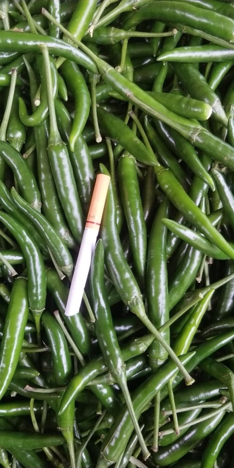 宣威艳红青椒，基地三千亩，三百多吨货，欢迎合作！