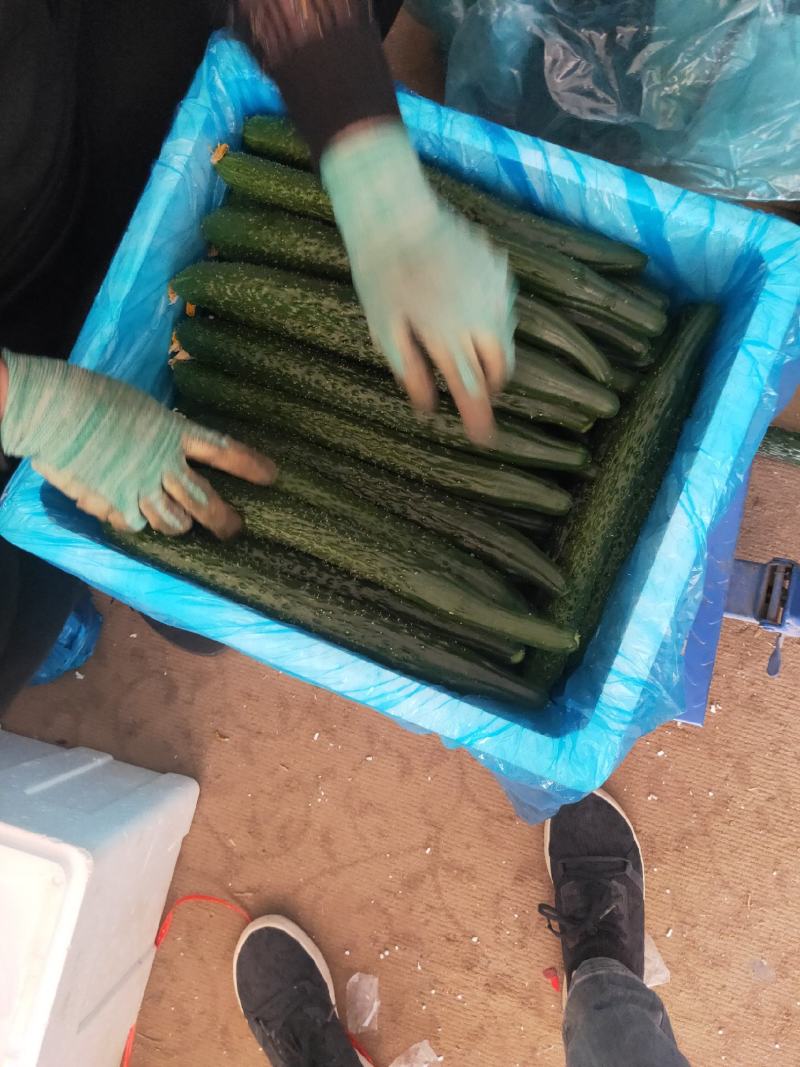 凌源精品黄瓜大量上市中