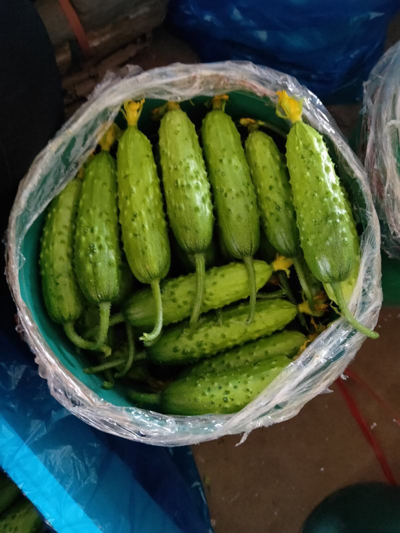 凌源精品黄瓜大量上市中