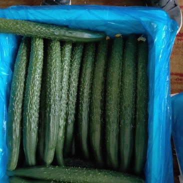 凌源精品黄瓜大量上市中
