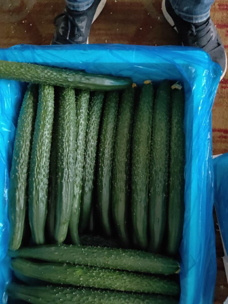 凌源精品黄瓜大量上市中