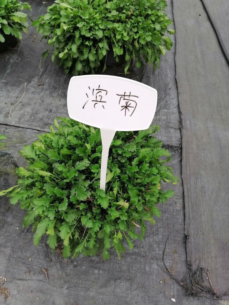 批发草花大滨菊小杯加仑杯基地直销一手货源视频看货