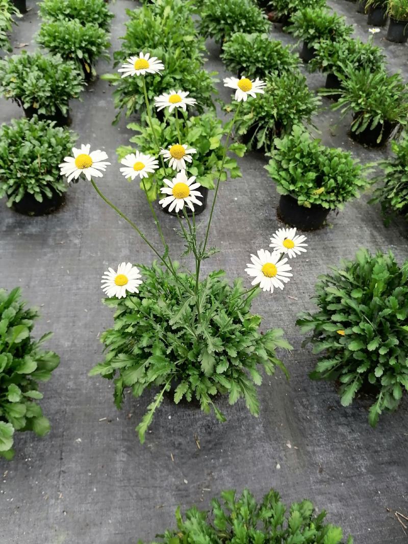 批发草花大滨菊小杯加仑杯基地直销一手货源视频看货