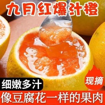 九月红脐橙爱媛果冻橙橙子支持电商团购商超批发