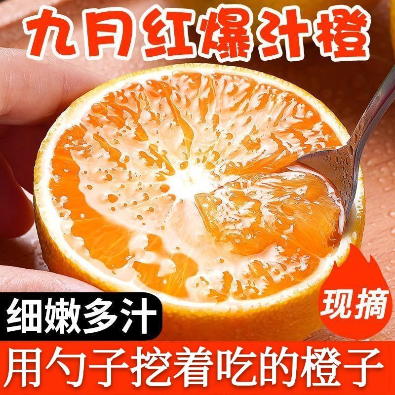 九月红脐橙爱媛果冻橙橙子支持电商团购商超批发