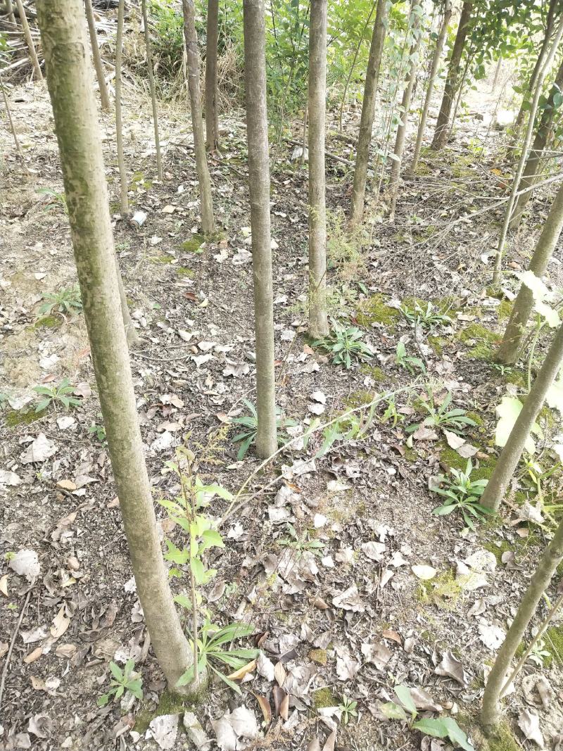 合肥市蜀山区女贞拆迁急处理