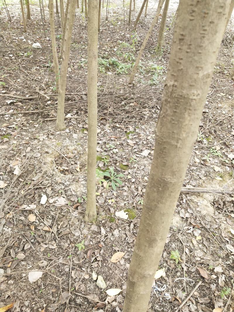 合肥市蜀山区女贞拆迁急处理
