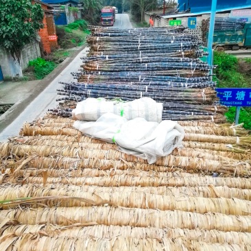 黑皮甘蔗大灰种,土炮亮货黑甘蔗紫皮甘蔗,红皮甘蔗