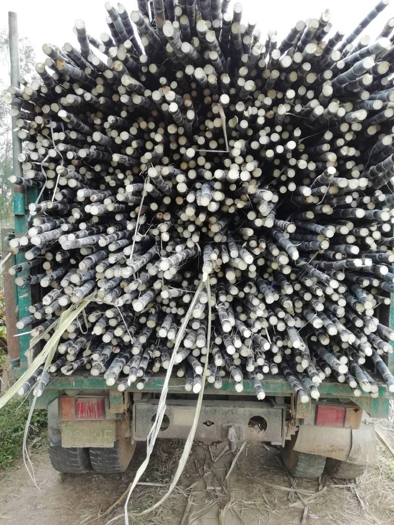 黑皮甘蔗大灰种，土炮亮货黑甘蔗紫皮甘蔗，红皮甘蔗