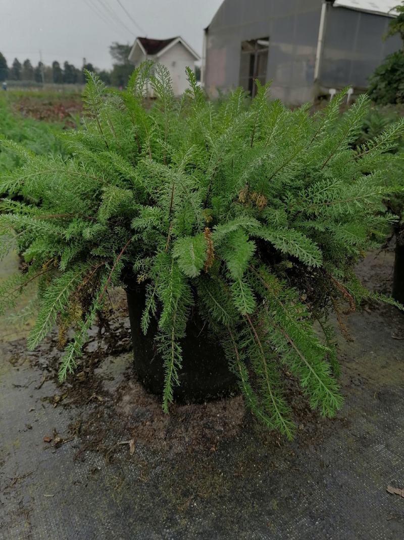 批发蓍草蓍草加仑杯基地直销一手货源视频看货