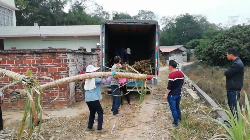 河南人称玻璃脆甘蔗本地人称木格白玉甘蔗脆口清甜可手撕甘蔗