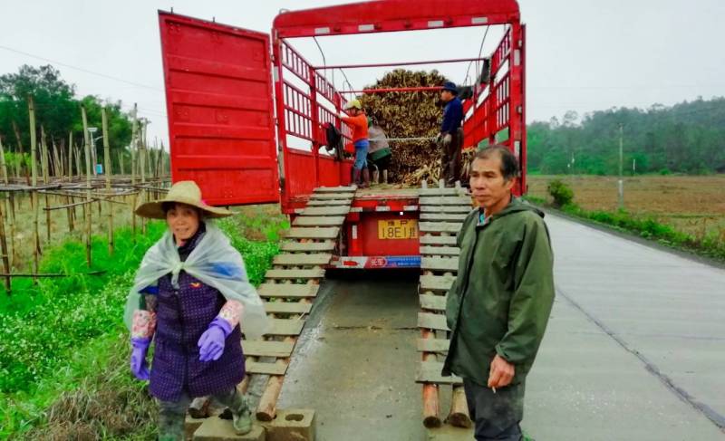 河南人称玻璃脆甘蔗本地人称木格白玉甘蔗脆口清甜可手撕甘蔗