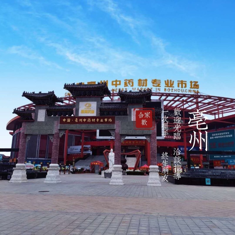 常春藤产地直供支持线上交易可搭配多品种采购大货联系