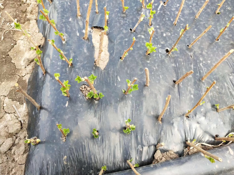 黑加仑苗包成活现挖现卖当年结果南北方种植死苗免费补发