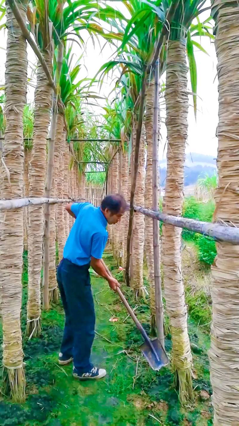 河南人称玻璃脆甘蔗本地人称木格白玉甘蔗脆口清甜可手撕甘蔗