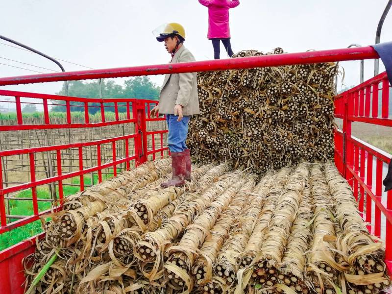 亮果蔗木格白玉蔗玻璃脆甘蔗广西新鲜甘蔗，水果甘蔗