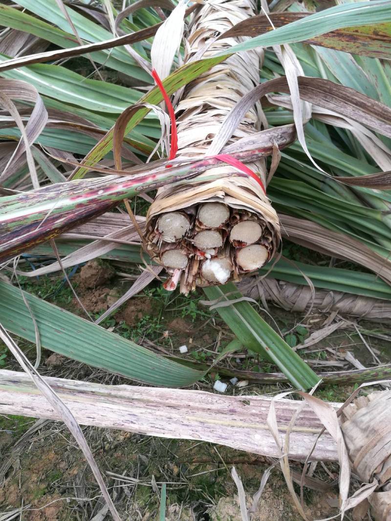 亮果蔗木格白玉蔗玻璃脆甘蔗广西新鲜甘蔗，水果甘蔗