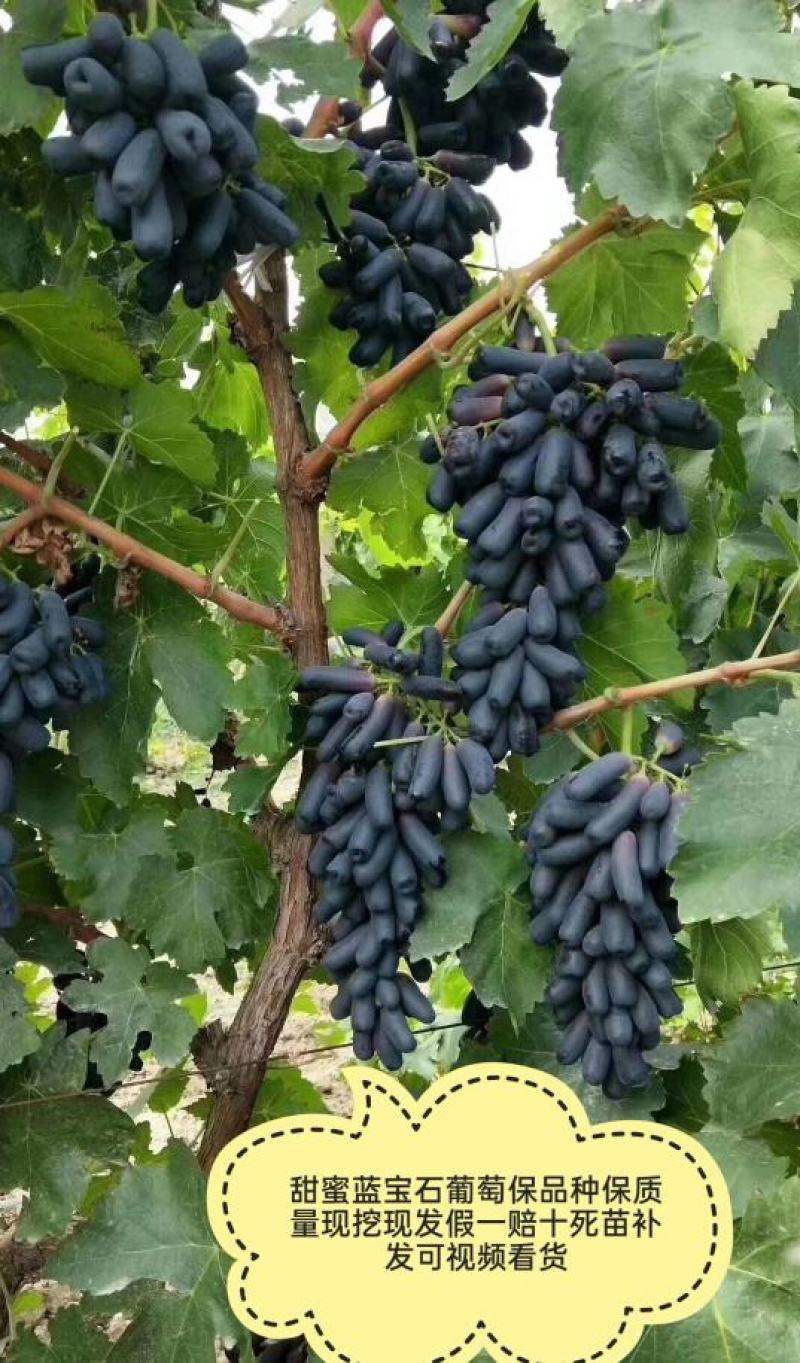 甜蜜蓝宝石葡萄树苗含糖30%口感好产量高基地现挖现发