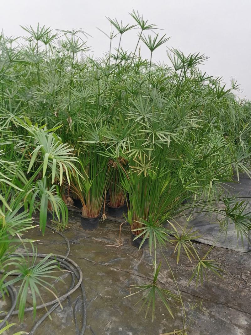 水生植物旱伞草地苗杯苗基地直销工程苗50-1米高