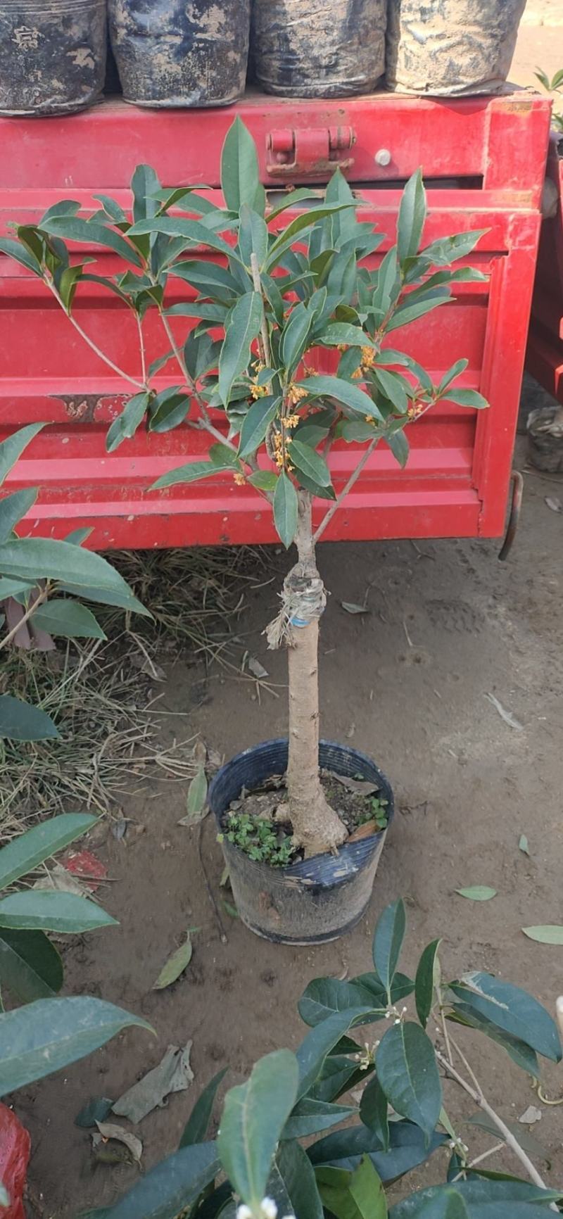 桂花四季桂，日香桂，状元红，丹桂，朱砂桂根盘漂亮可视频选