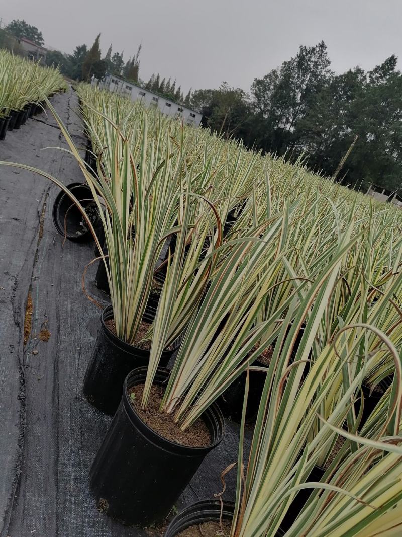 批发花叶玉蝉花玉蝉花加仑杯基地直销一手货源视频看货