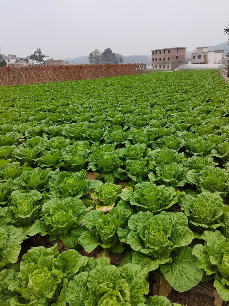 蔬菜精品抗根114号