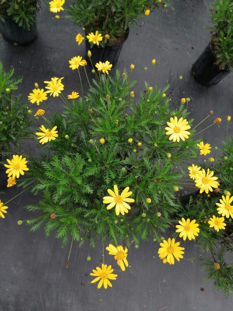 批发黄金菊市政园林绿化苗木黄金菊双色杯加仑杯基地直销