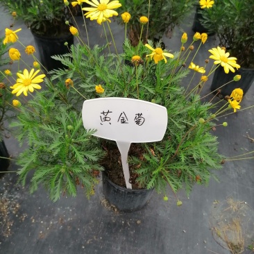 批发黄金菊市政园林绿化苗木黄金菊双色杯加仑杯基地直销
