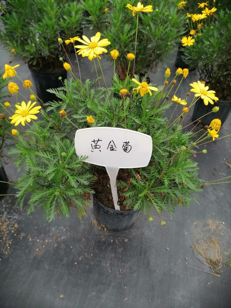 批发黄金菊市政园林绿化苗木黄金菊双色杯加仑杯基地直销