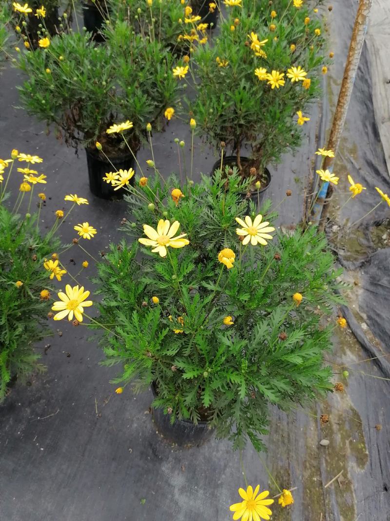 批发黄金菊市政园林绿化苗木黄金菊双色杯加仑杯基地直销