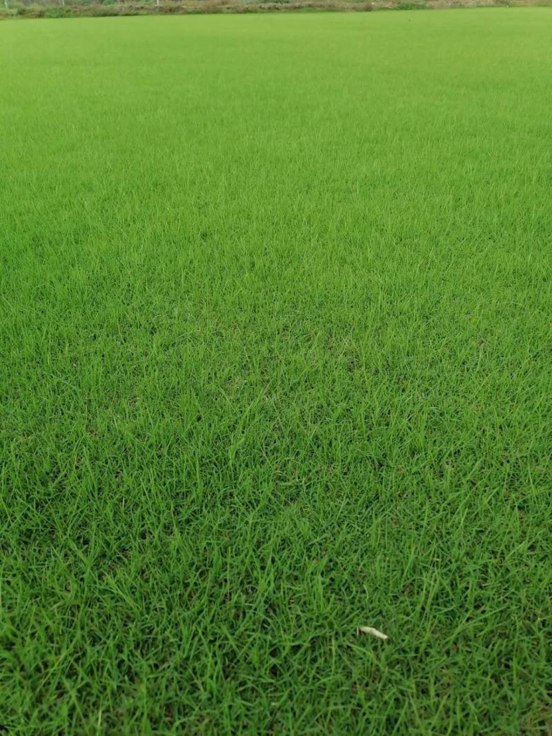 基地长年大量供应精品果岭草，百慕大，质量好，价格低，