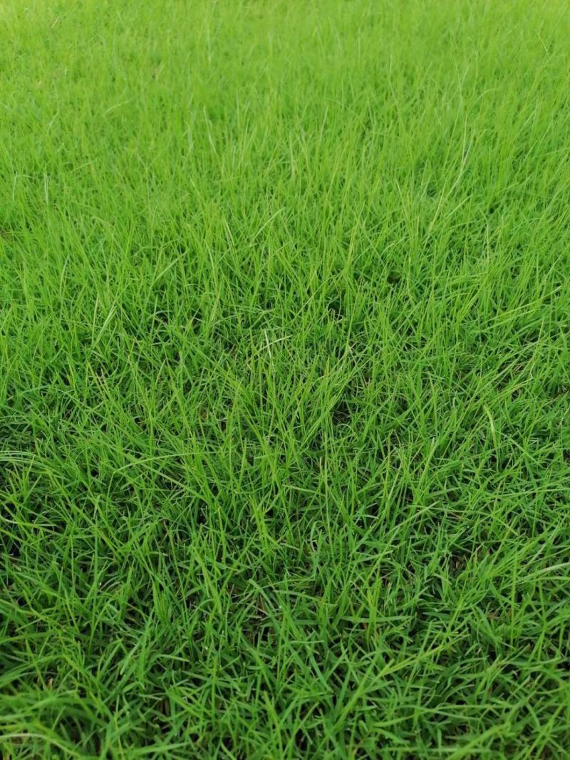 基地长年大量供应精品果岭草，百慕大，质量好，价格低，
