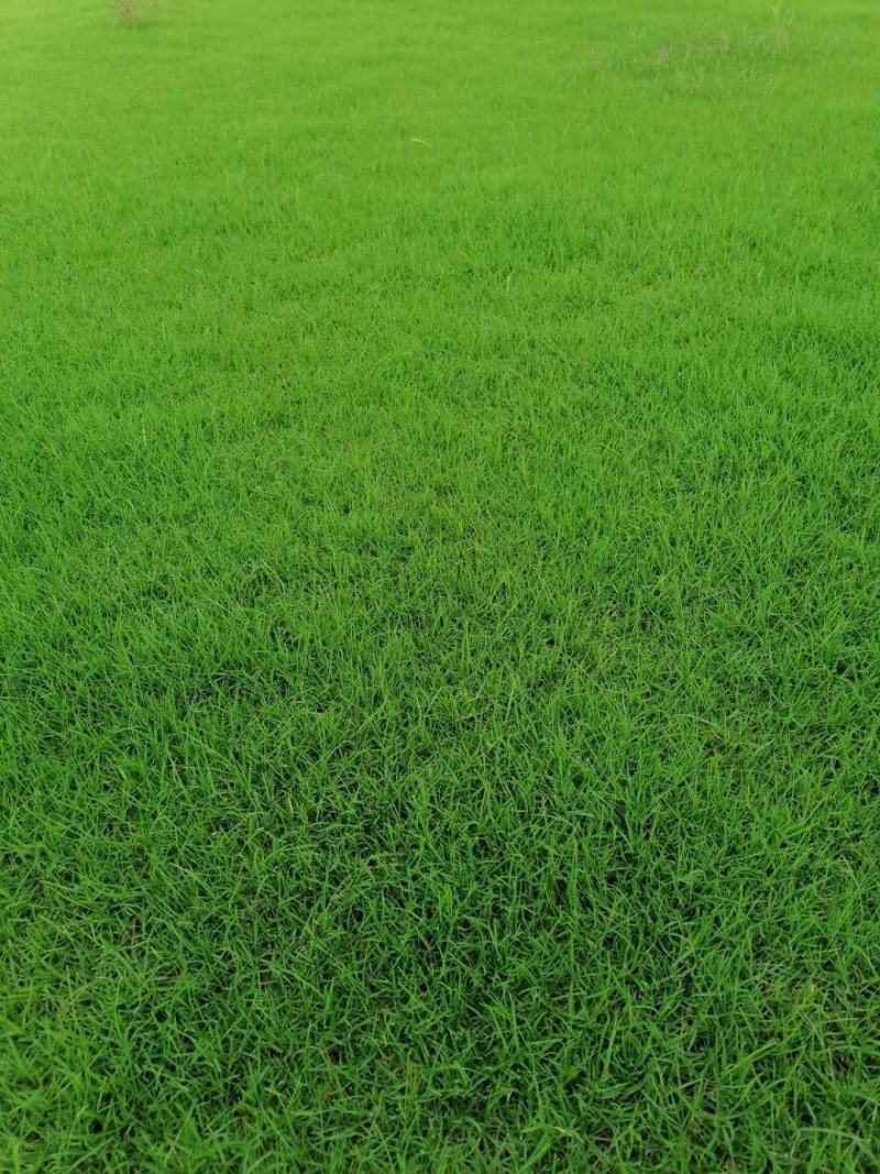 基地长年大量供应精品果岭草，百慕大，质量好，价格低，