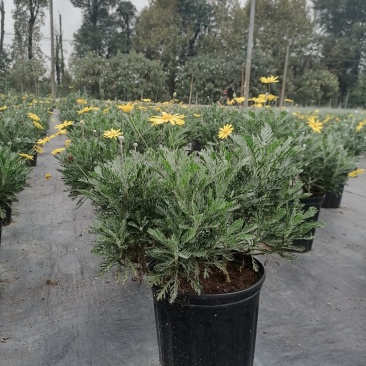 批发梳黄菊梳黄菊加仑杯基地直销一手货源视频看货