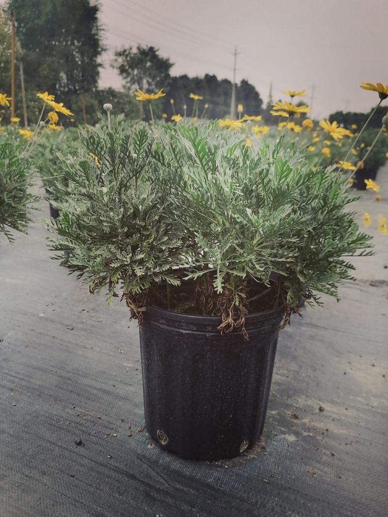 批发梳黄菊梳黄菊加仑杯基地直销一手货源视频看货