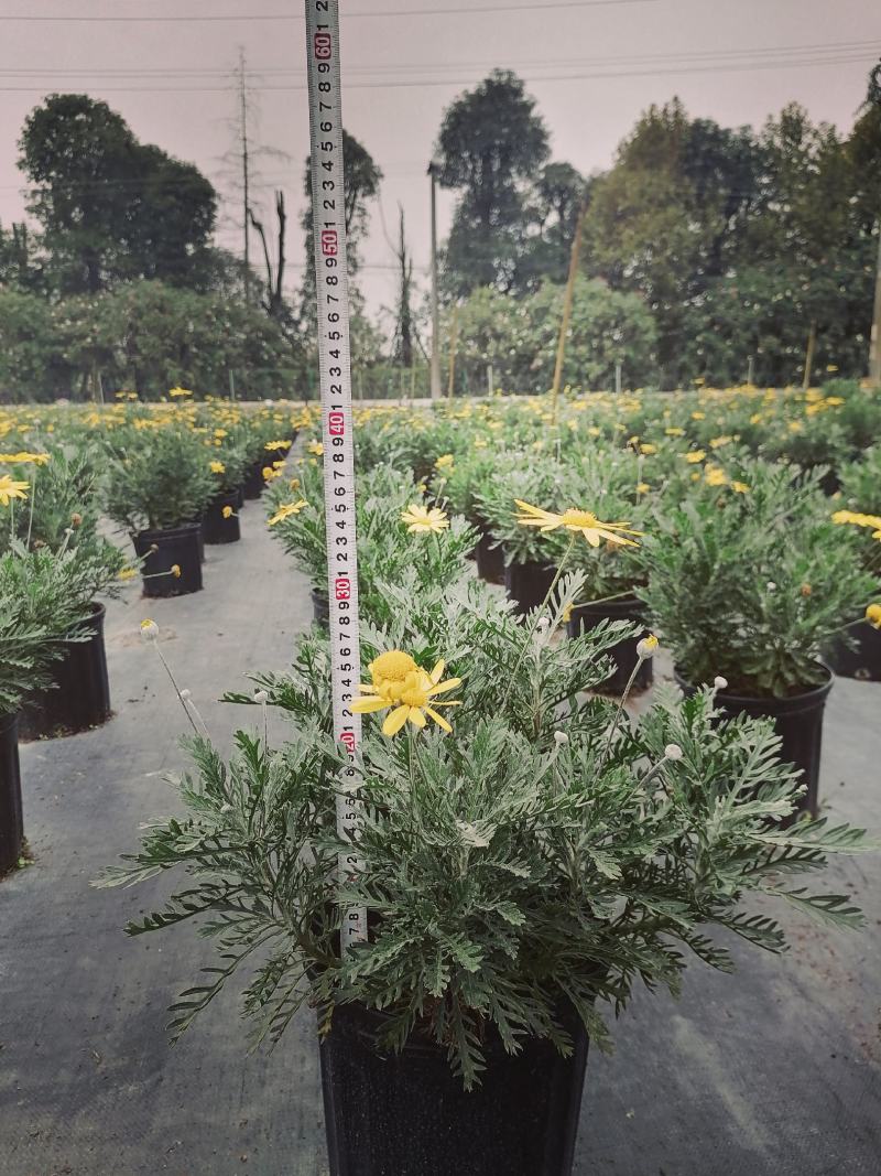批发梳黄菊梳黄菊加仑杯基地直销一手货源视频看货
