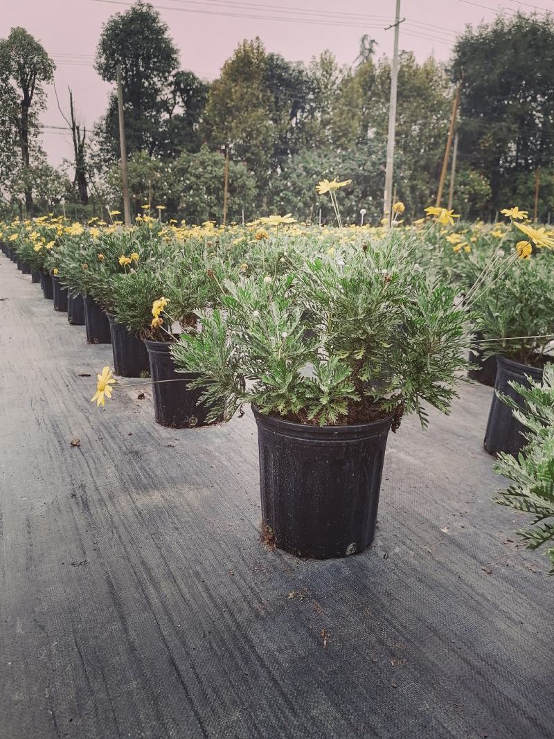 批发梳黄菊梳黄菊加仑杯基地直销一手货源视频看货