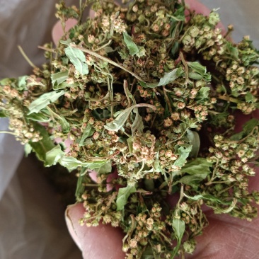 水泽兰花，水泽兰赶黄草颜色好，质量优，量大从优！